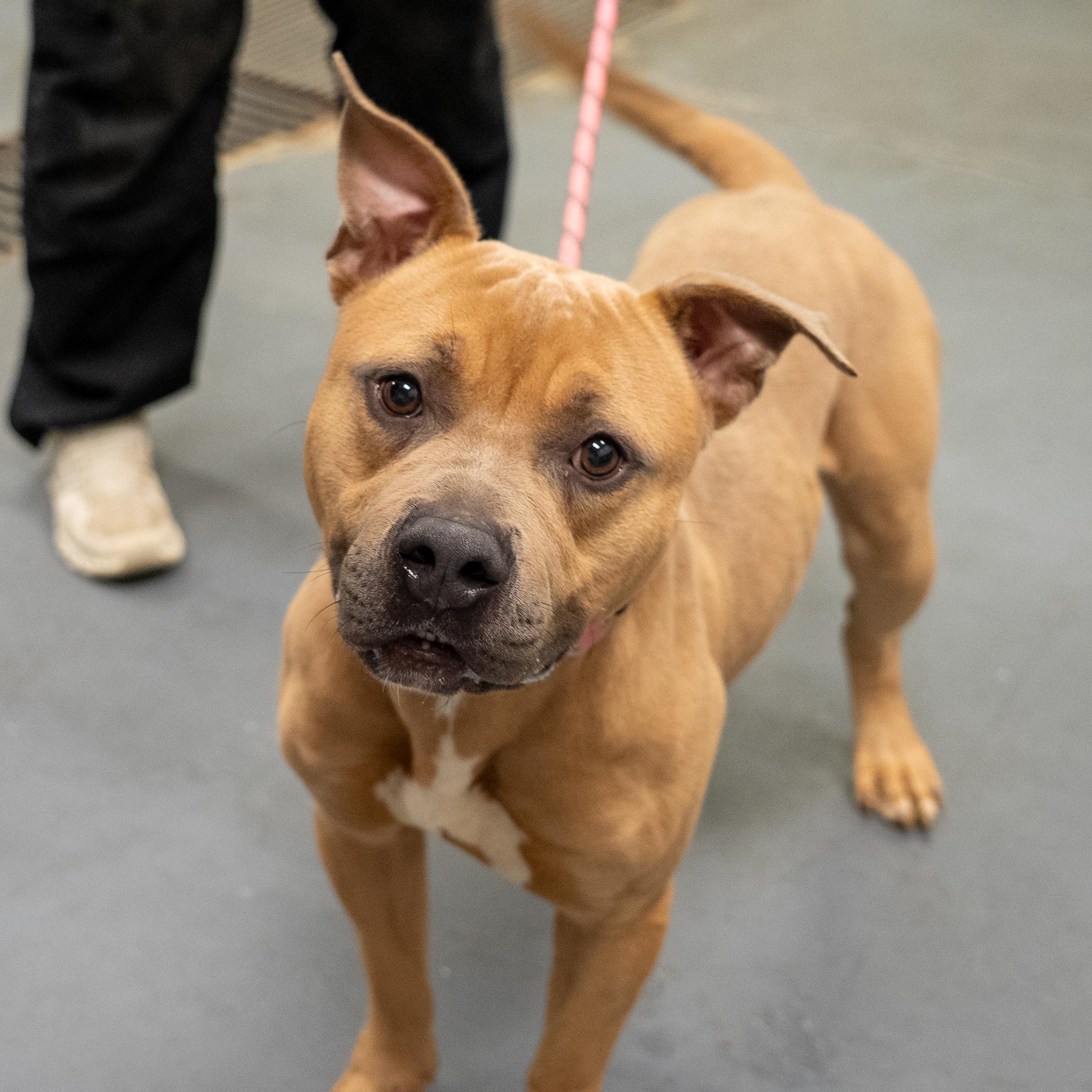 Roman, a ADOPTABLE mixed breed in King George, VA image 4/6