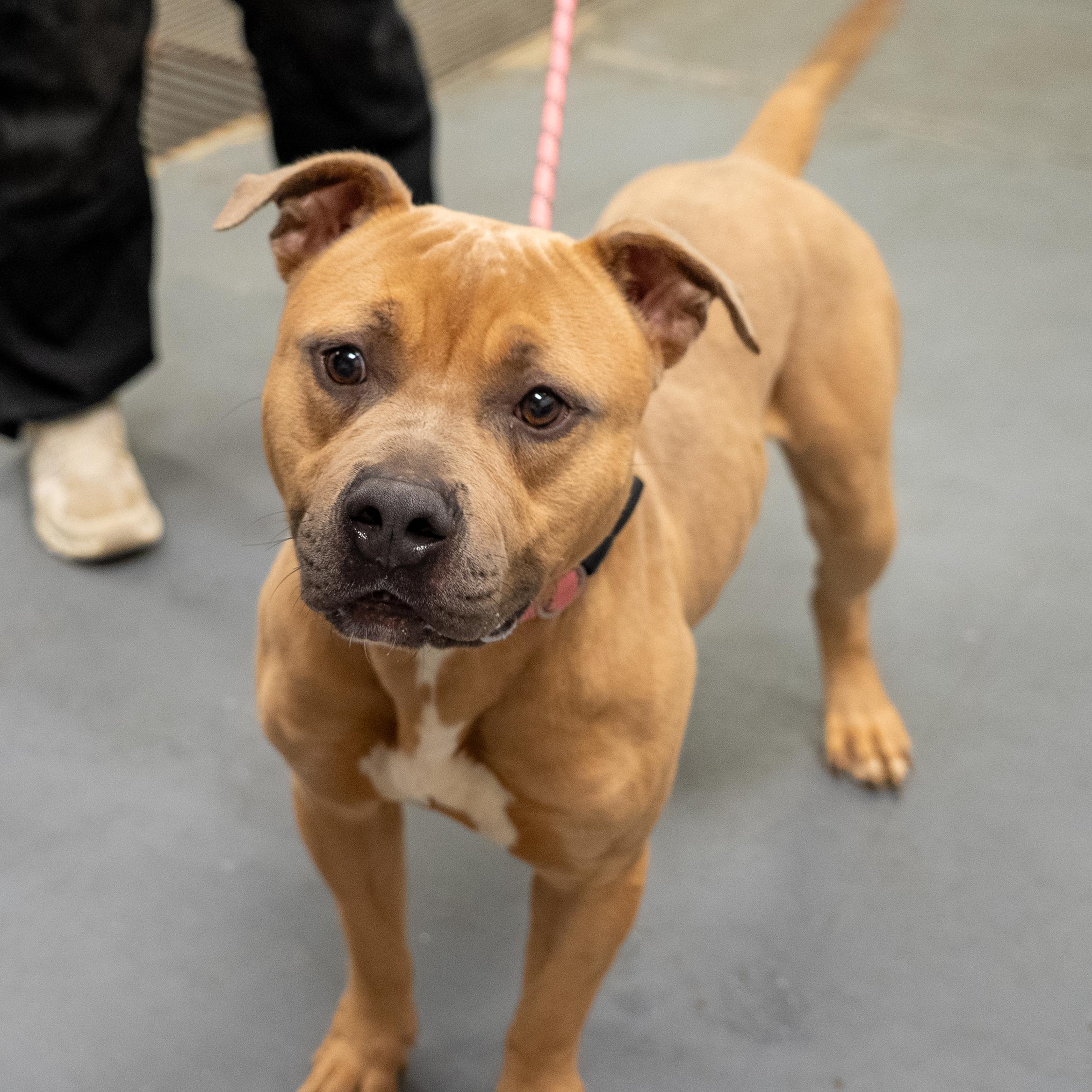 Roman, a ADOPTABLE mixed breed in King George, VA image 3/6