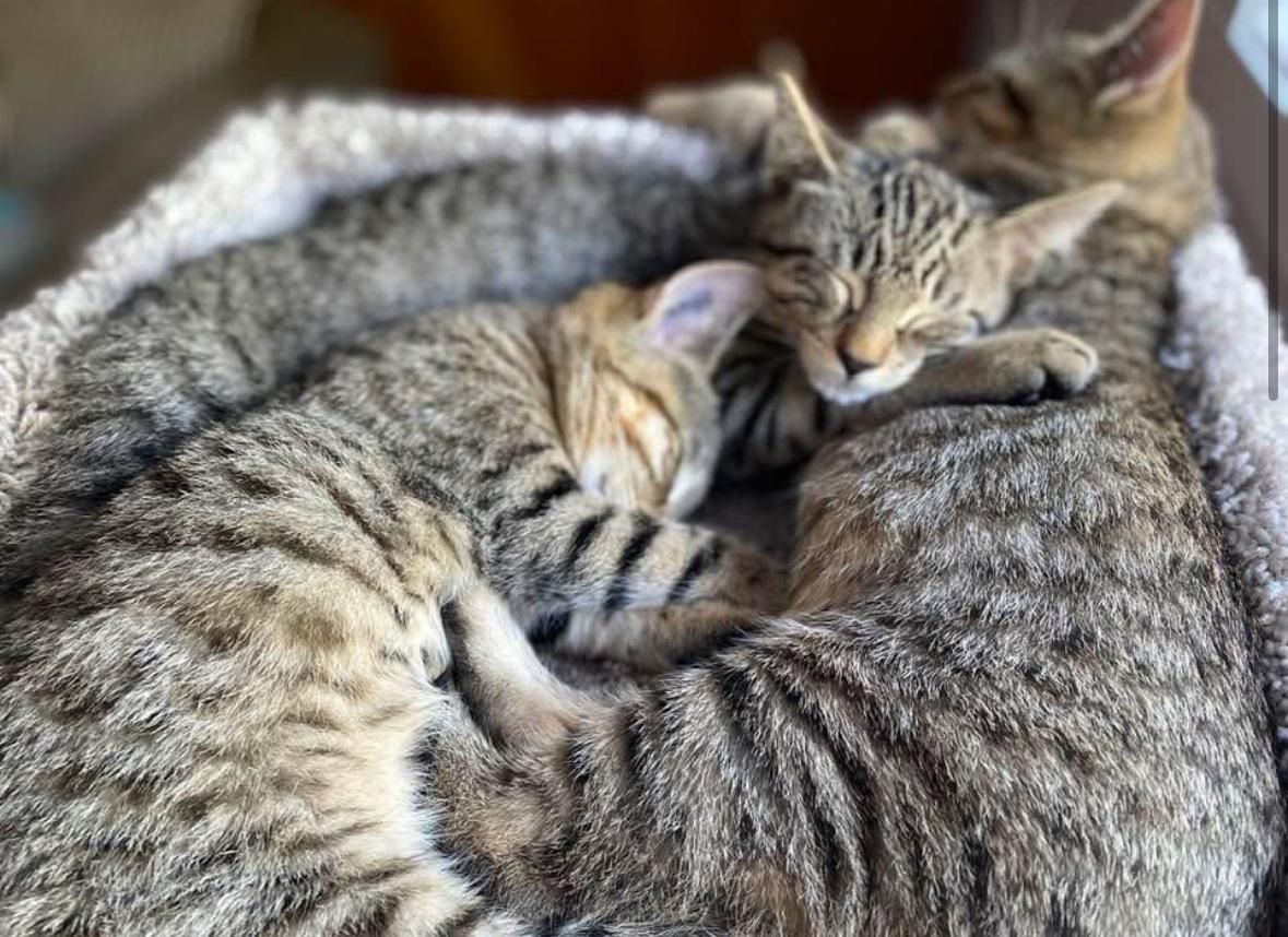 Erin & Friends, Adoptable, Kitten Male Domestic Short Hair.