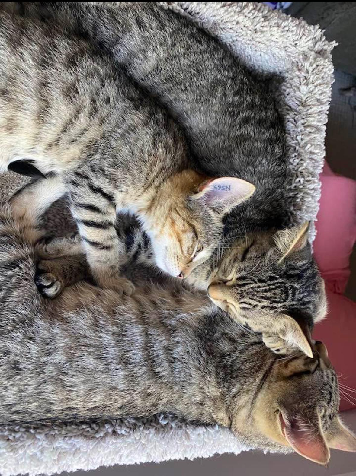 Erin & Friends, a Adoptable Domestic Short Hair in Courtenay, BC image 2/5