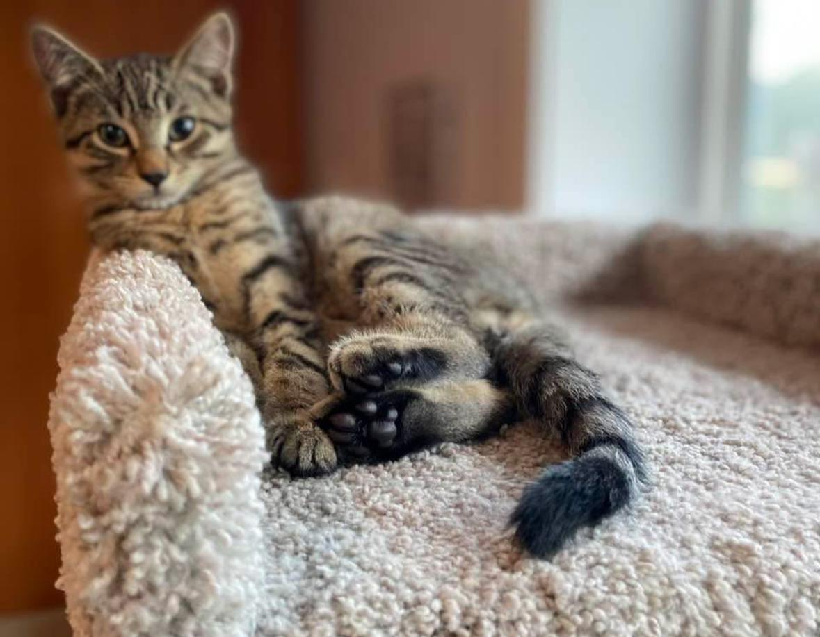 Erin & Friends, a Adoptable Domestic Short Hair in Courtenay, BC image 3/5