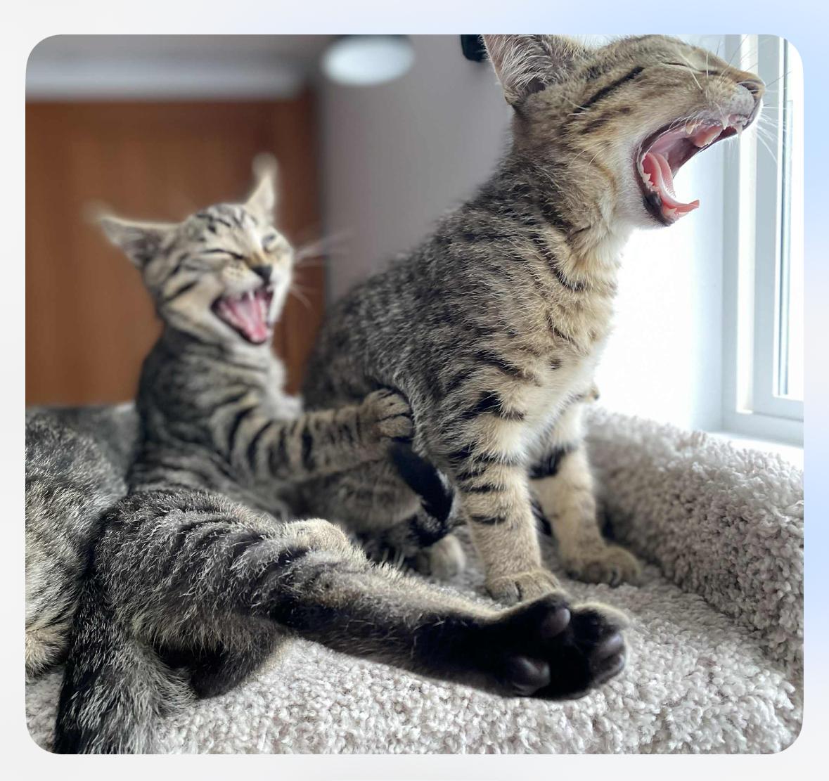 Erin & Friends, a Adoptable Domestic Short Hair in Courtenay, BC image 4/5