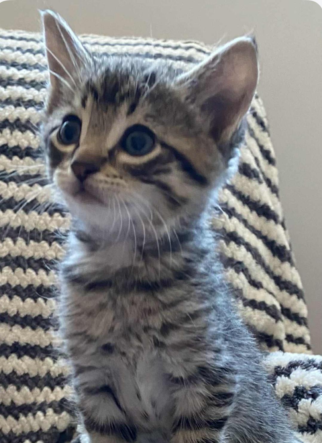 Erin & Friends, a Adoptable Domestic Short Hair in Courtenay, BC image 5/5