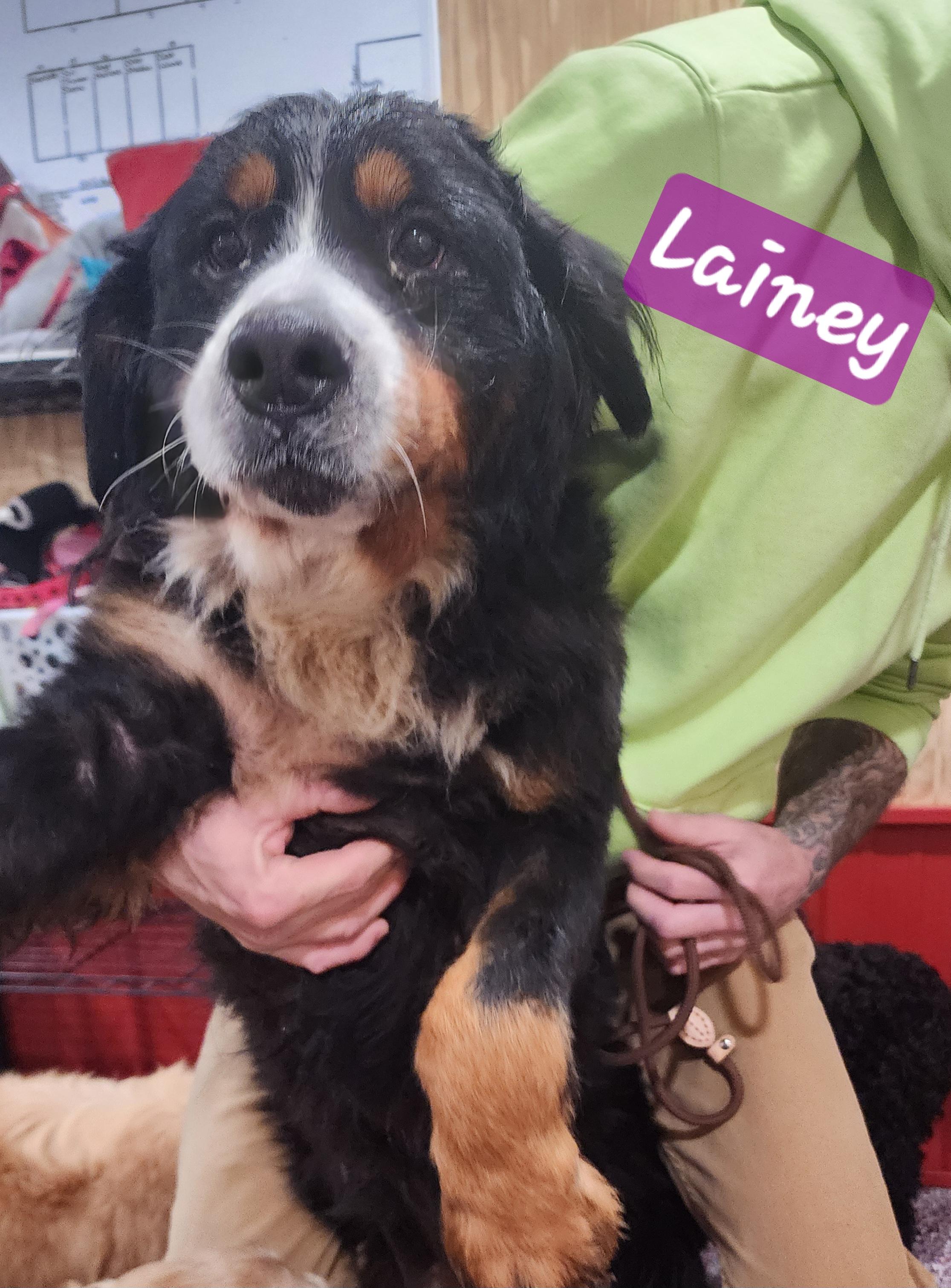 Lainey, an adopted Bernese Mountain Dog in Wheelersburg, OH image 1/2