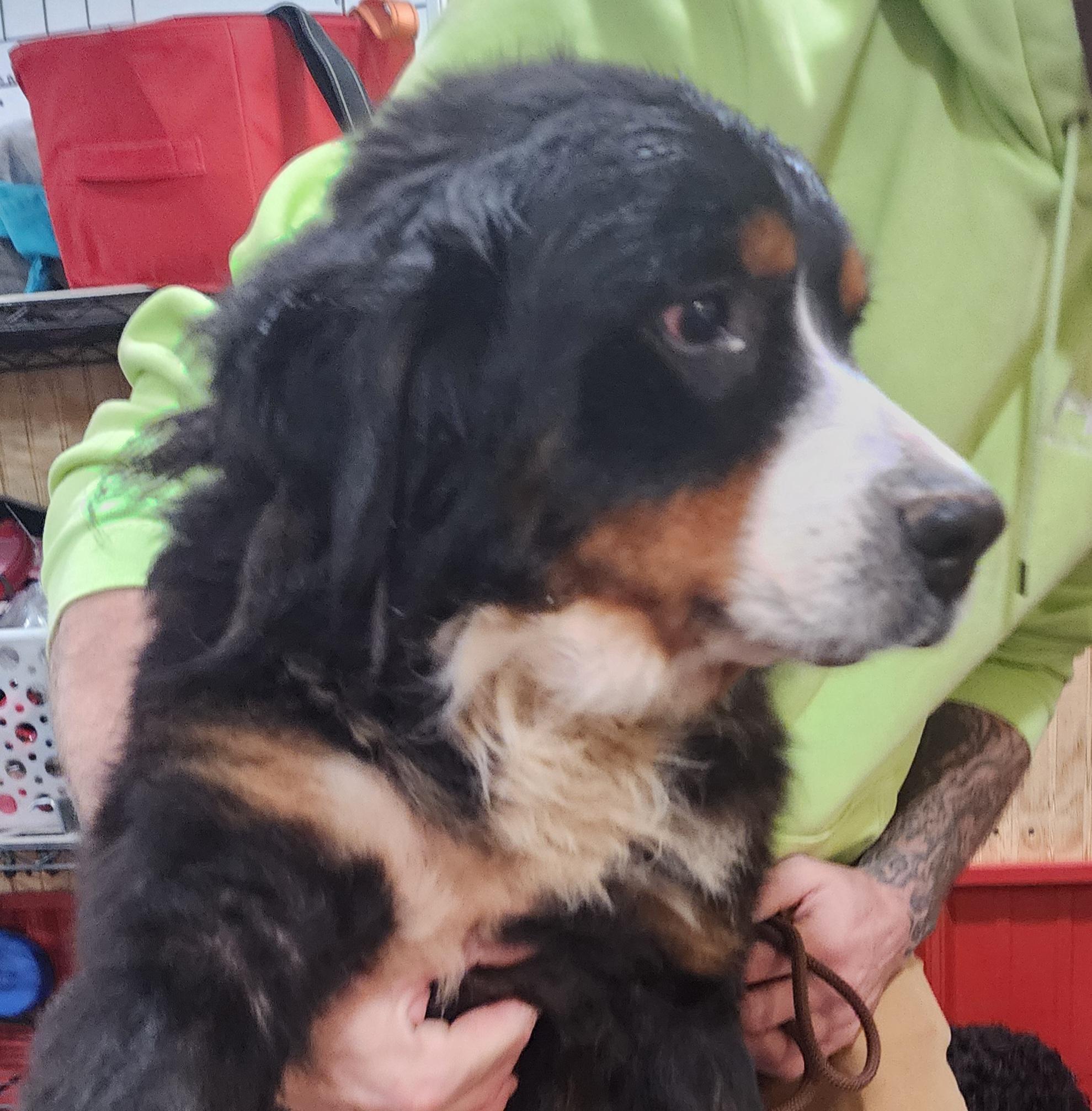 Lainey, an adopted Bernese Mountain Dog in Wheelersburg, OH image 2/2
