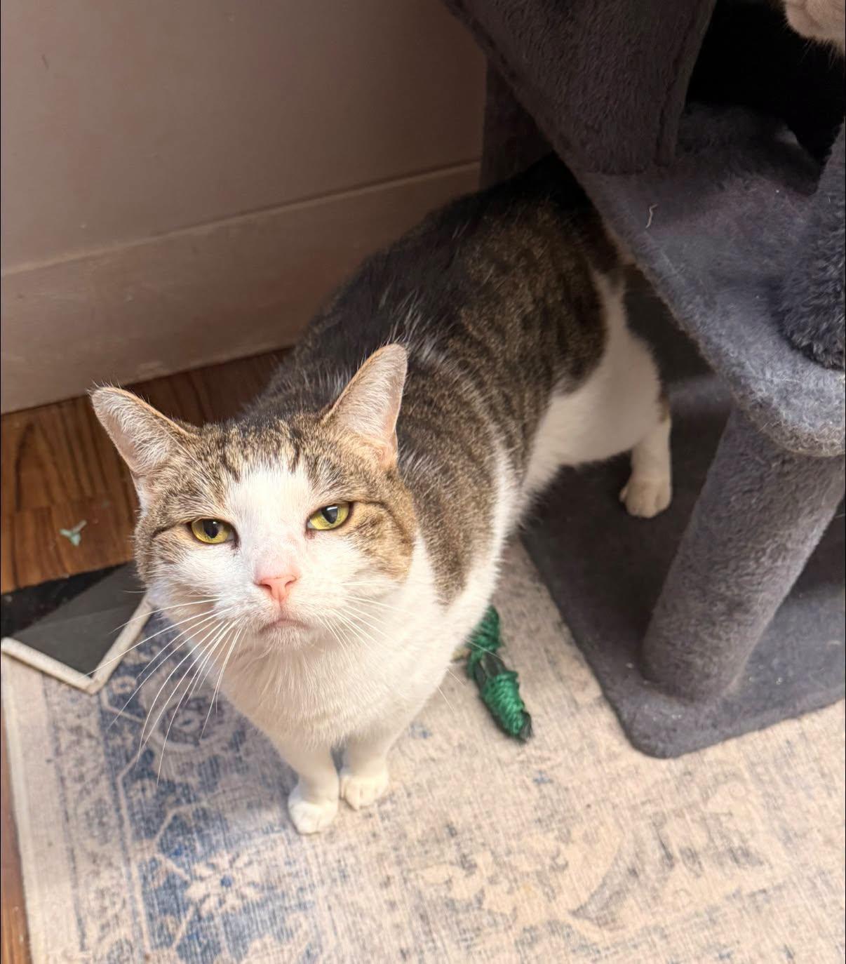 Enlarge Stryker, a Adopted Domestic Short Hair in Indianapolis, IN image 2/4