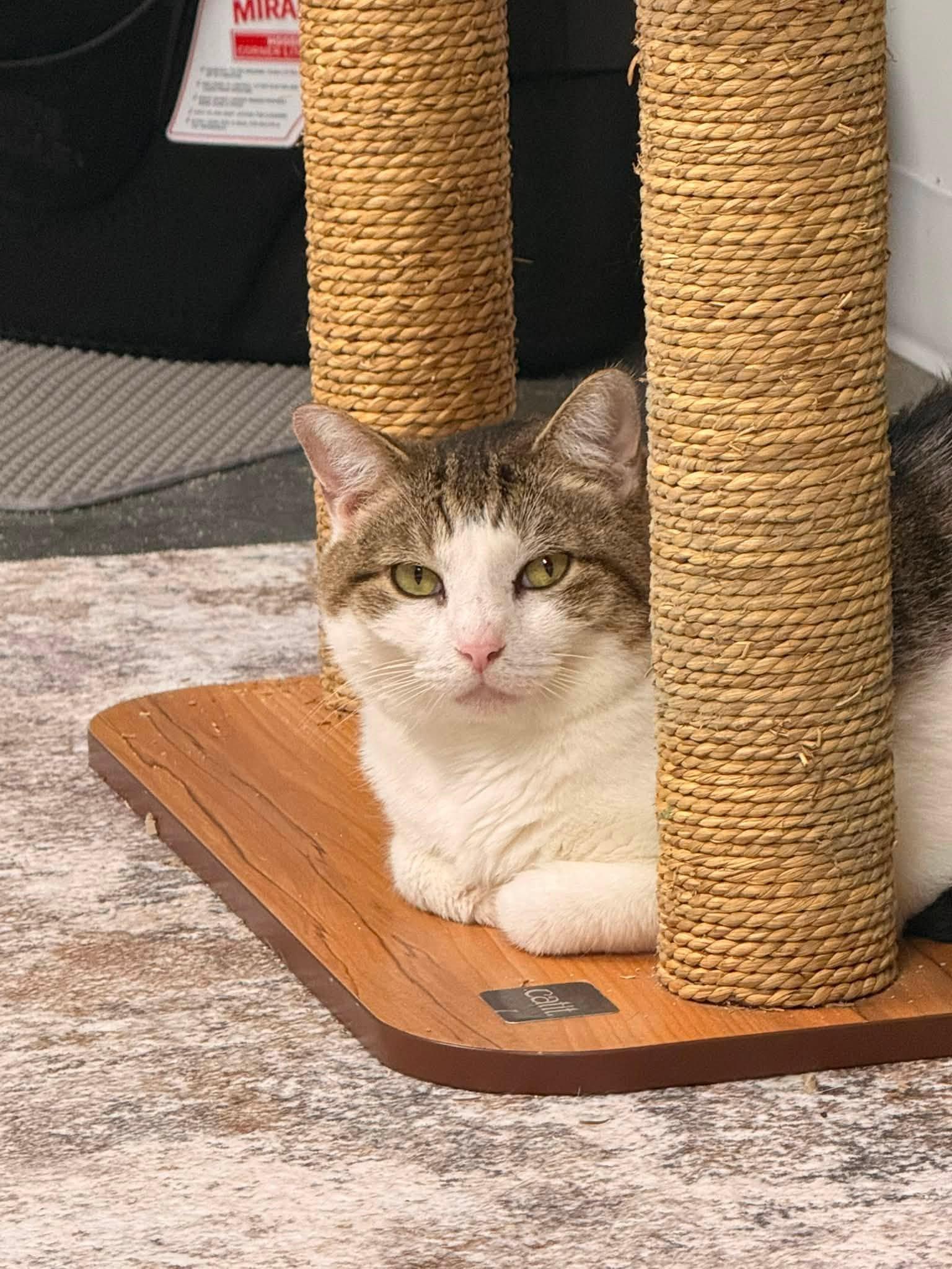 Enlarge Stryker, a Adopted Domestic Short Hair in Indianapolis, IN image 3/4