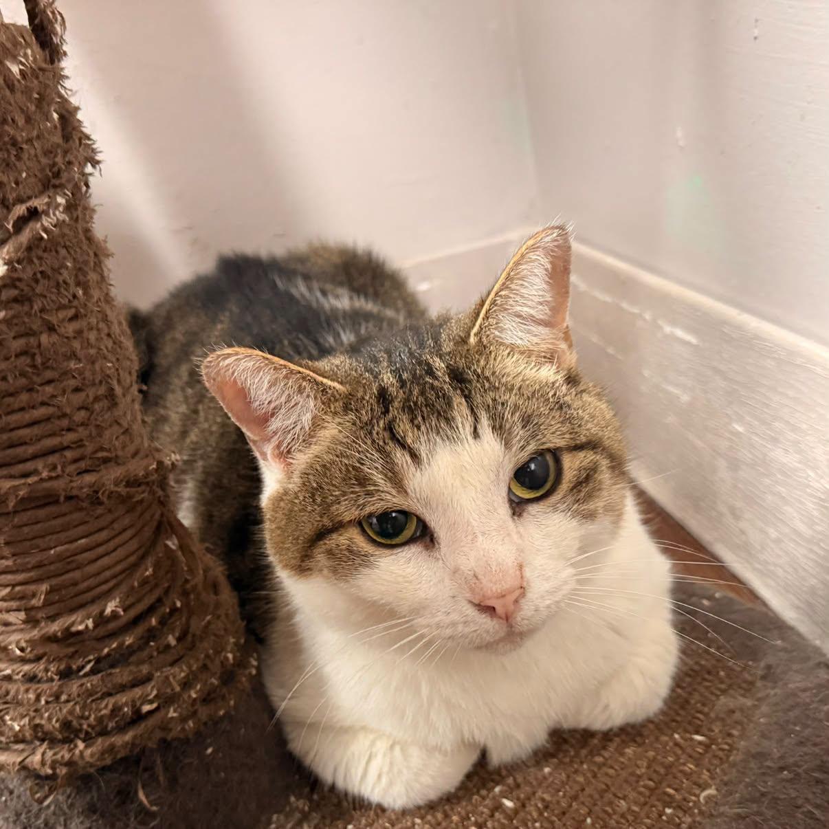 Stryker, Adopted, Adult Male Domestic Short Hair.