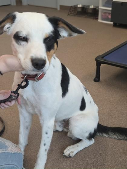 Rooster, adopted, Adult Male Terrier.