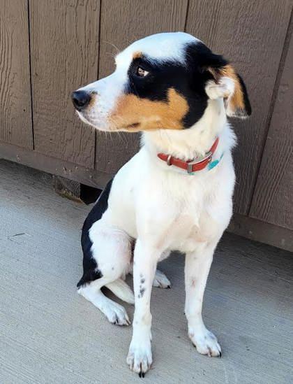 Rooster, an adopted mixed breed in Commerce, TX image 2/4