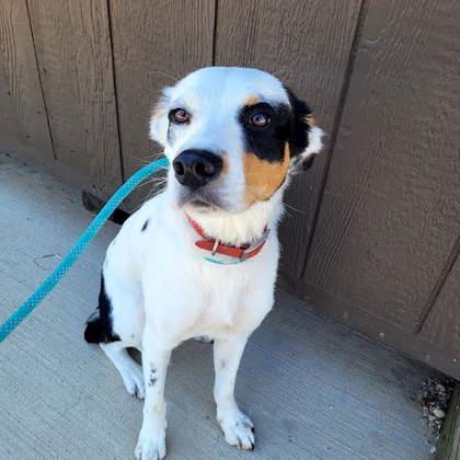 Rooster, an adopted mixed breed in Commerce, TX image 4/4
