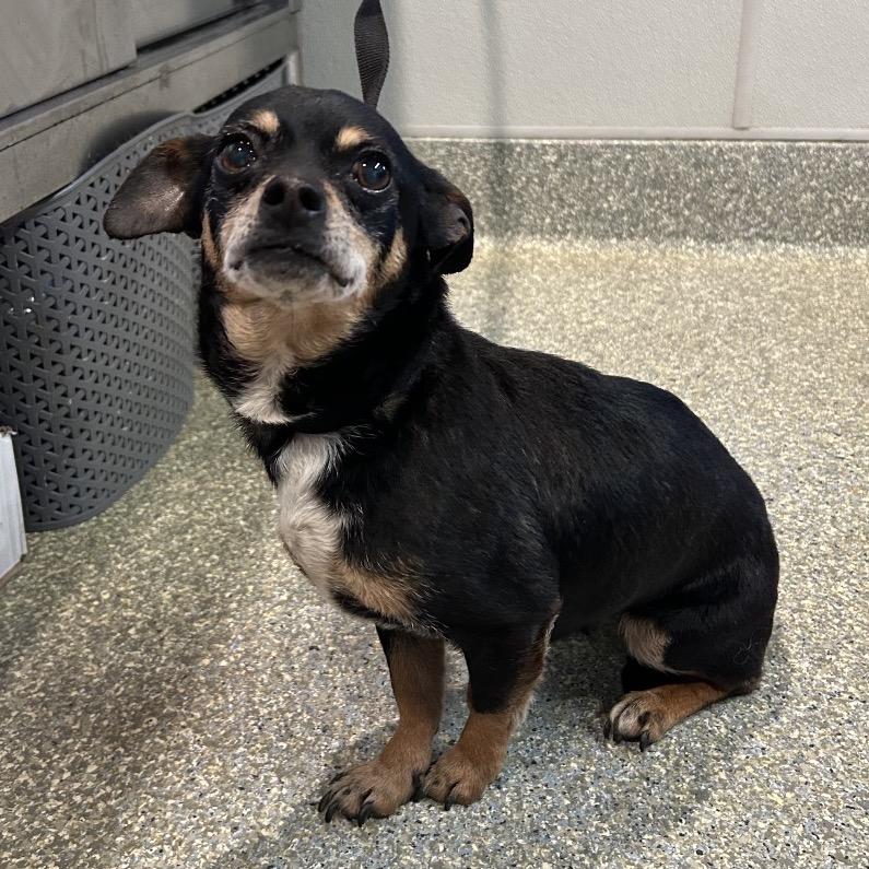 Enlarge Sage, a Adoptable Chihuahua in Eureka, CA image 2/2