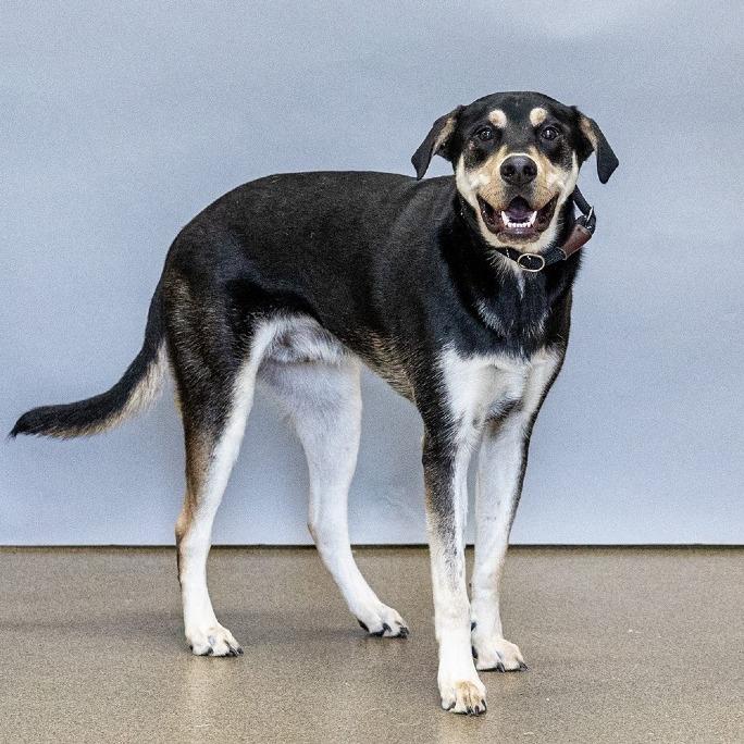 Enlarge Bear, a Adoptable mixed breed in Council Bluffs, IA image 1/4