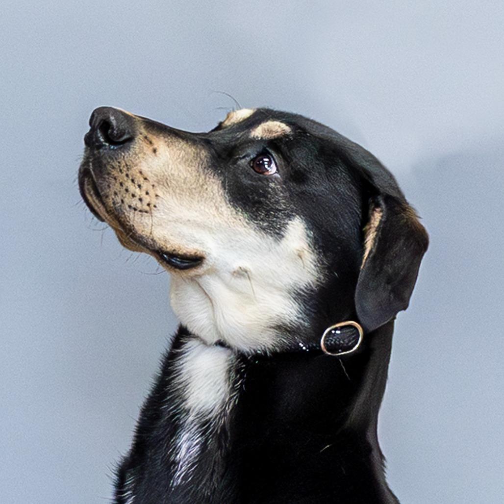 Enlarge Bear, a Adoptable mixed breed in Council Bluffs, IA image 2/4