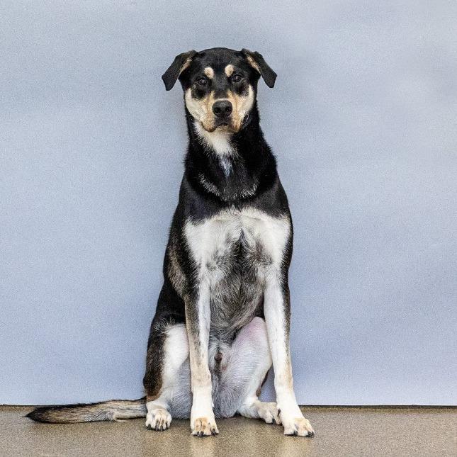 Enlarge Bear, a Adoptable mixed breed in Council Bluffs, IA image 3/4