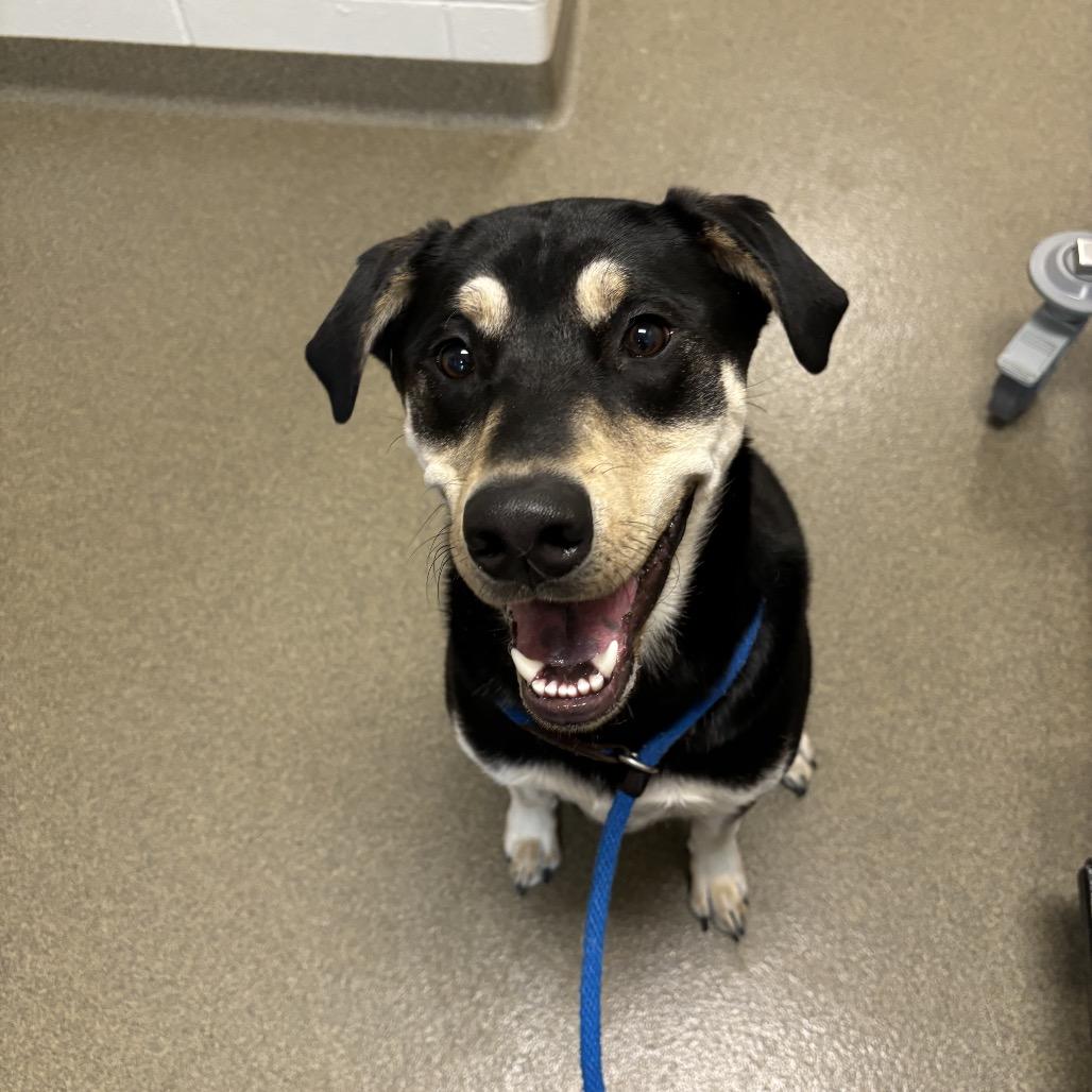 Enlarge Bear, a Adoptable mixed breed in Council Bluffs, IA image 4/4