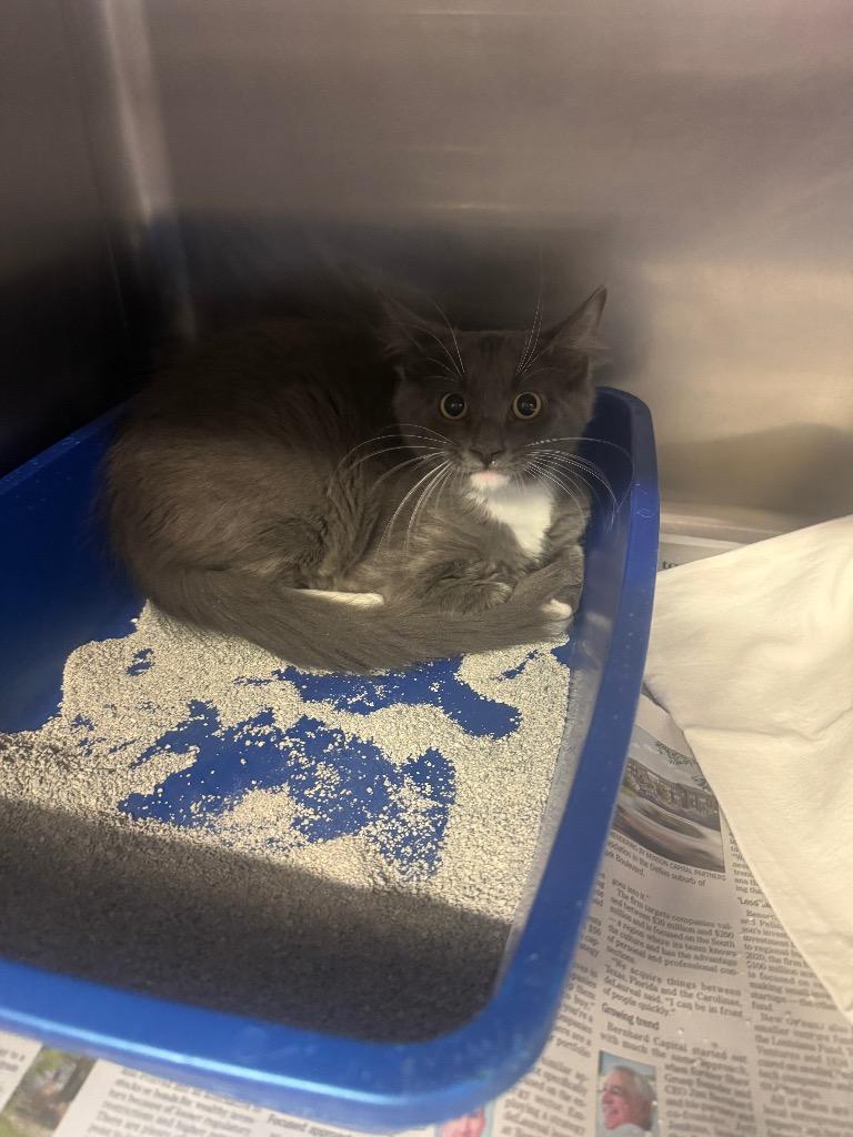 Enlarge Mitchell, a Adoptable Domestic Medium Hair in Sorrento, LA image 1/3