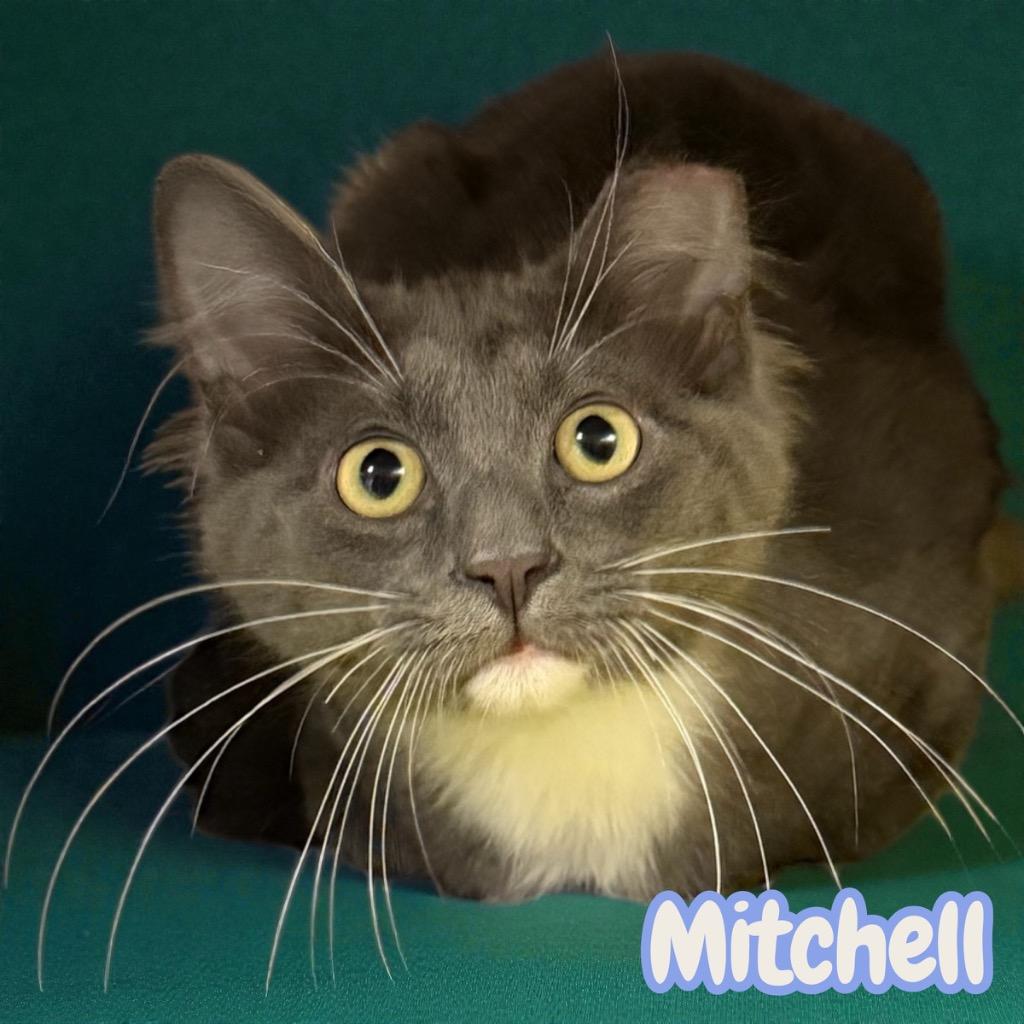 Enlarge Mitchell, a Adoptable Domestic Medium Hair in Sorrento, LA image 3/3