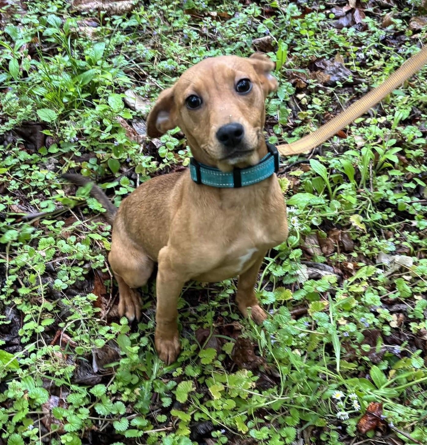Elenor, a ADOPTABLE mixed breed in Roanoke, VA image 4/4