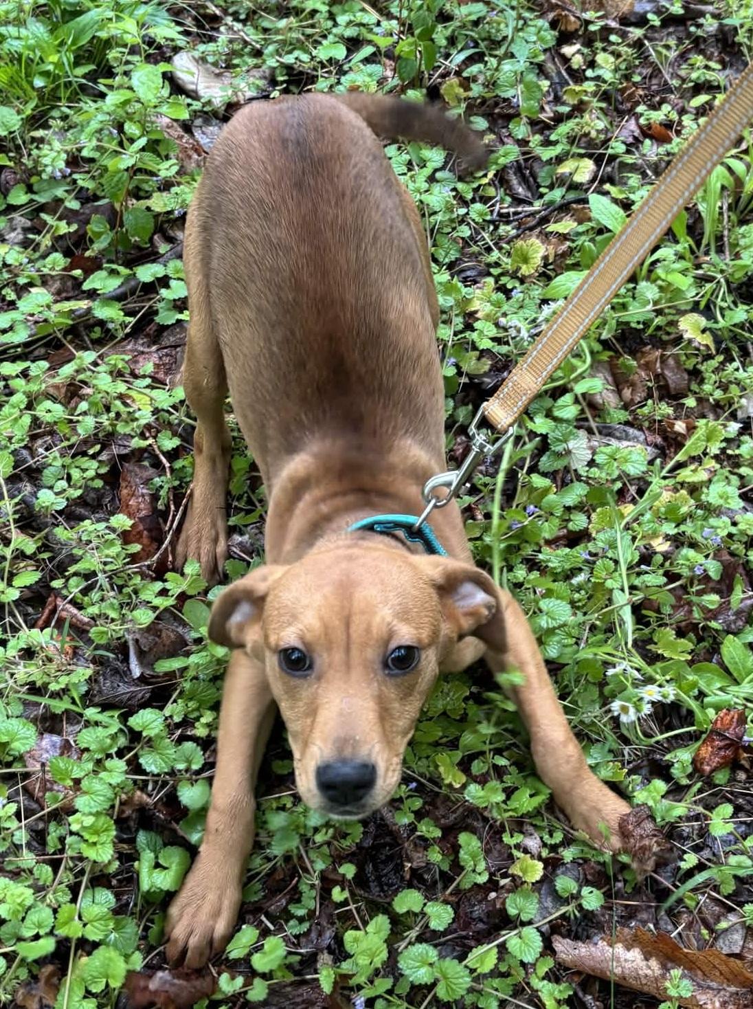 Elenor, a ADOPTABLE mixed breed in Roanoke, VA image 1/4