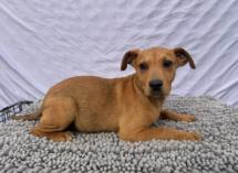 Elenor, a ADOPTABLE mixed breed in Roanoke, VA image 3/4