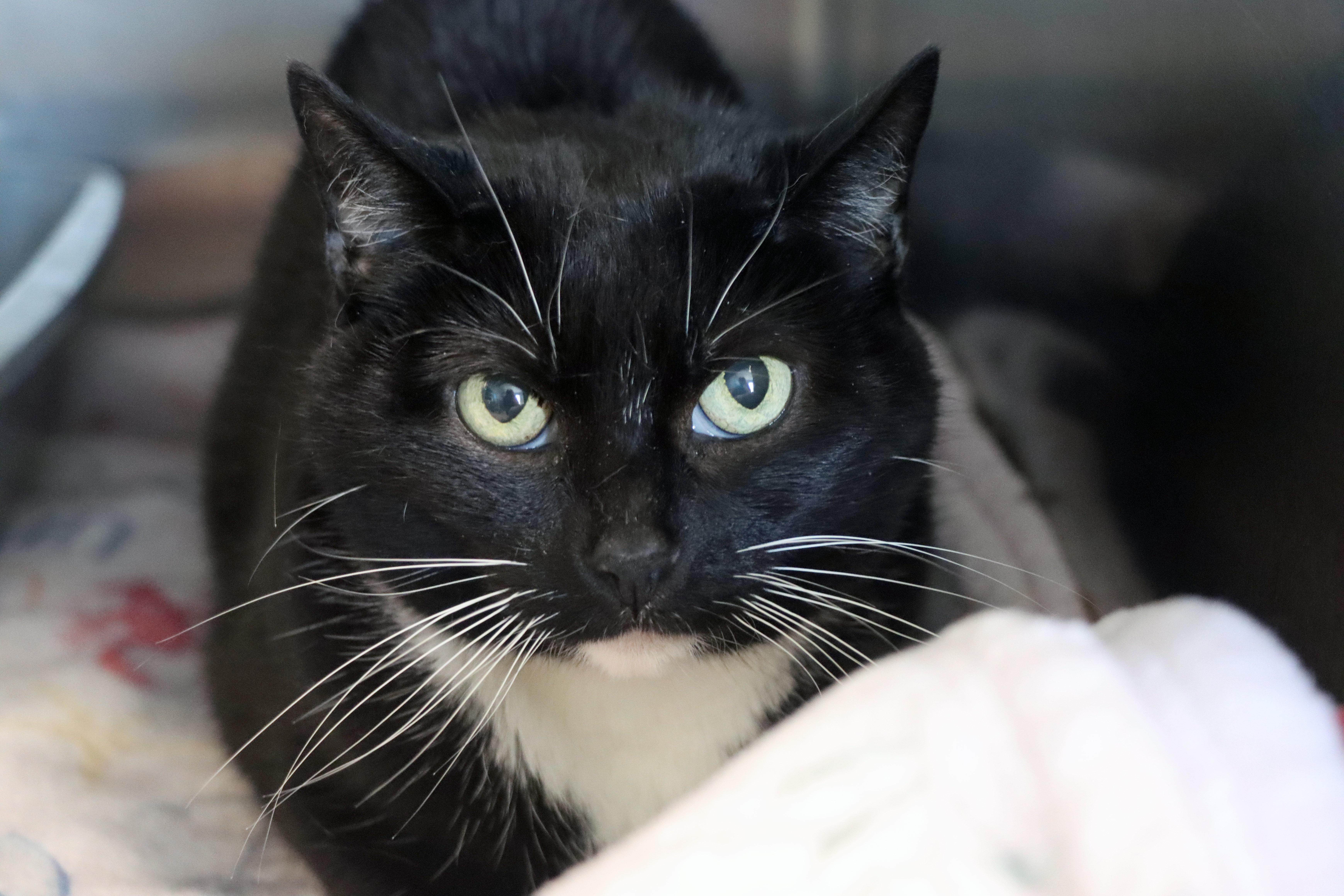 Enlarge Arya, a Adoptable Domestic Short Hair in House Springs, MO image 1/1