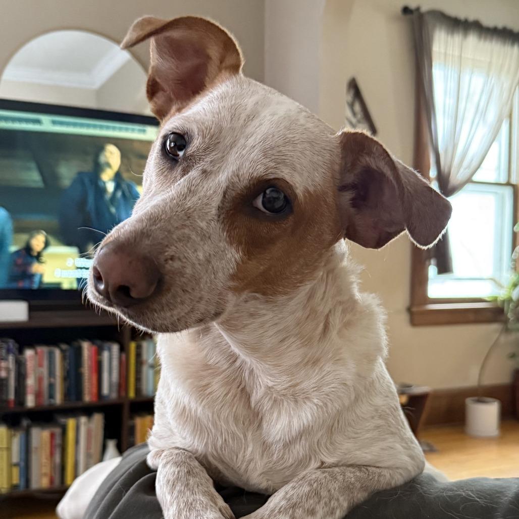 Enlarge Jazzy, a Adoptable Mixed Breed in St. Paul, MN image 1/6