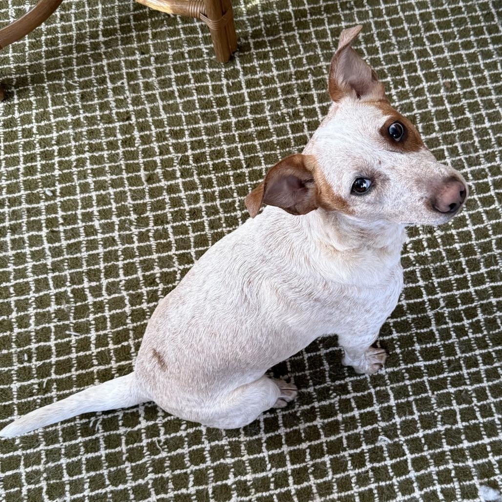 Enlarge Jazzy, a Adoptable Mixed Breed in St. Paul, MN image 2/6