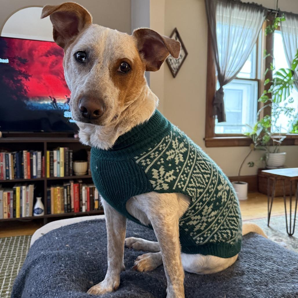 Enlarge Jazzy, a Adoptable Mixed Breed in St. Paul, MN image 3/6