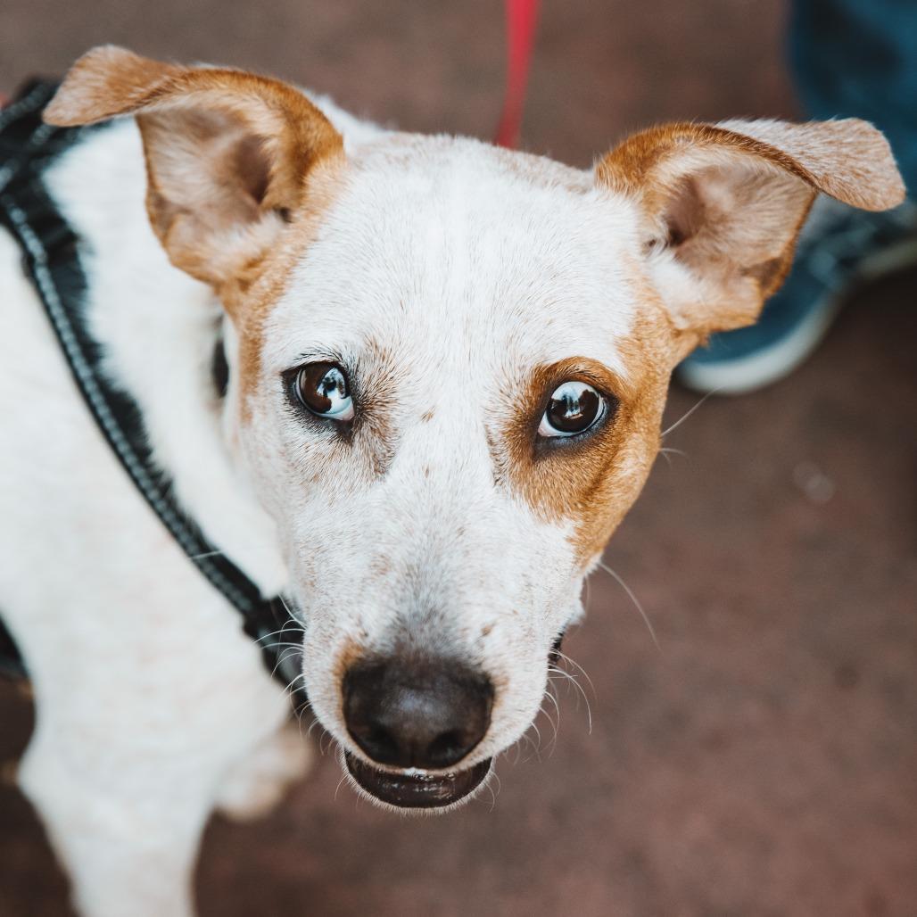 Jazzy, Adoptable, Young Female Mixed Breed.