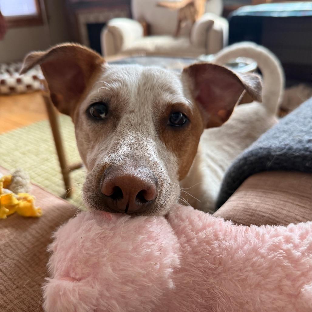 Enlarge Jazzy, a Adoptable Mixed Breed in St. Paul, MN image 4/6