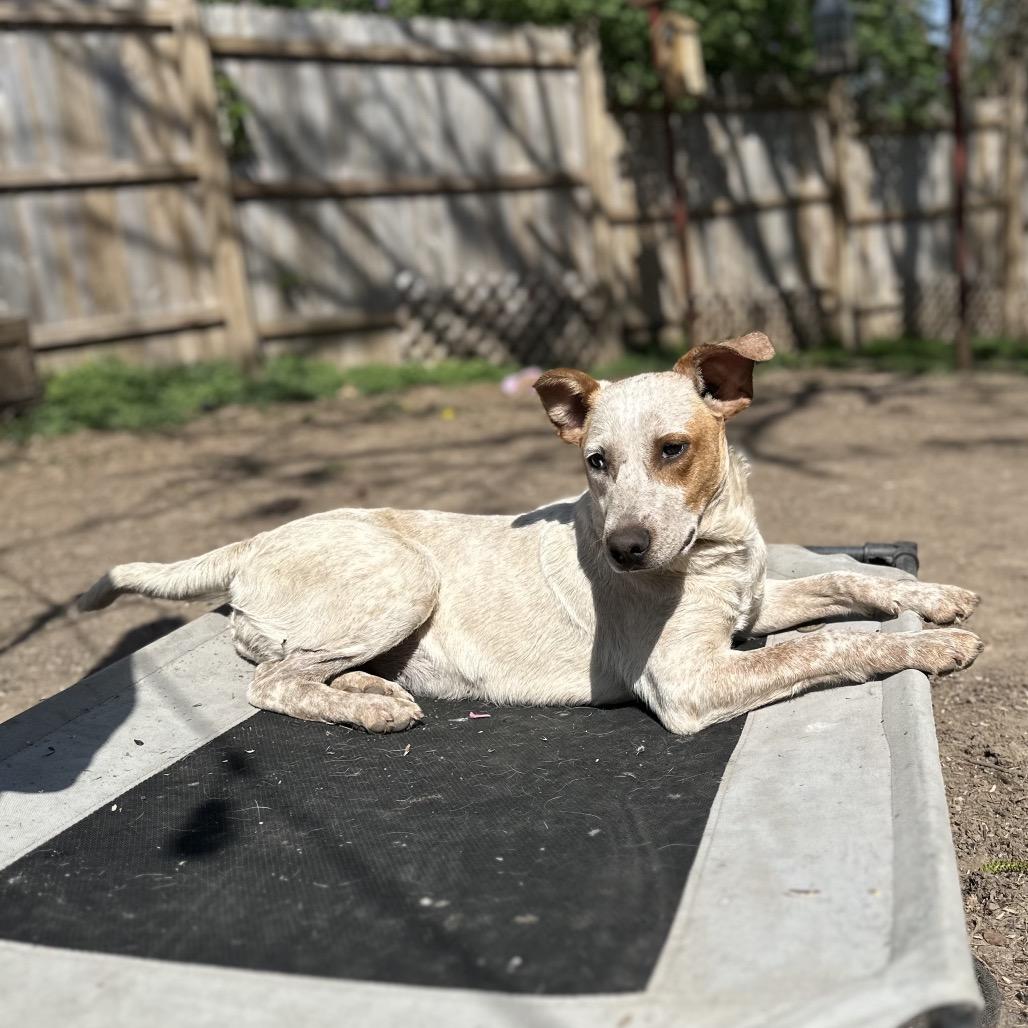 Jazzy, a Adoptable Mixed Breed in St. Paul, MN image 2/3