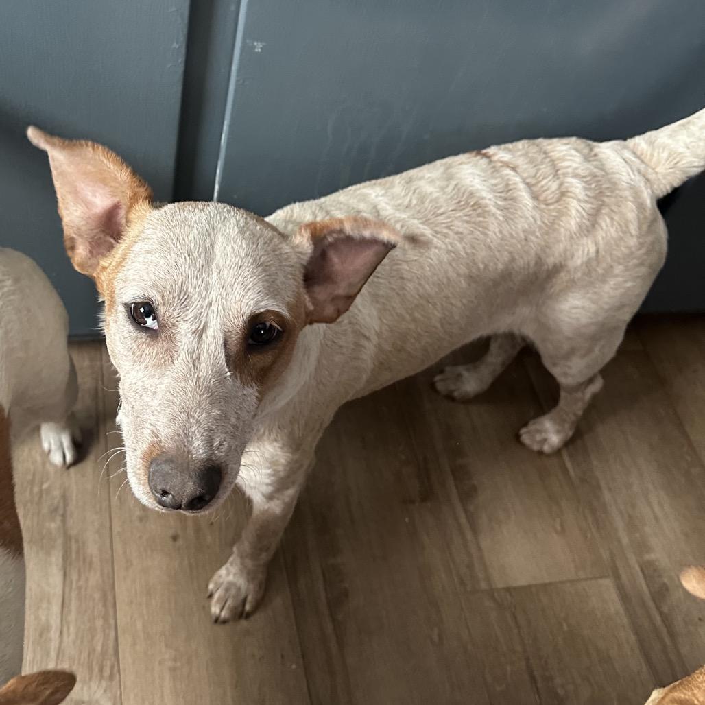 Jazzy, a Adoptable Mixed Breed in St. Paul, MN image 3/3