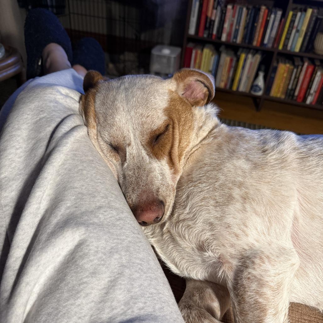 Enlarge Jazzy, a Adoptable Mixed Breed in St. Paul, MN image 5/6