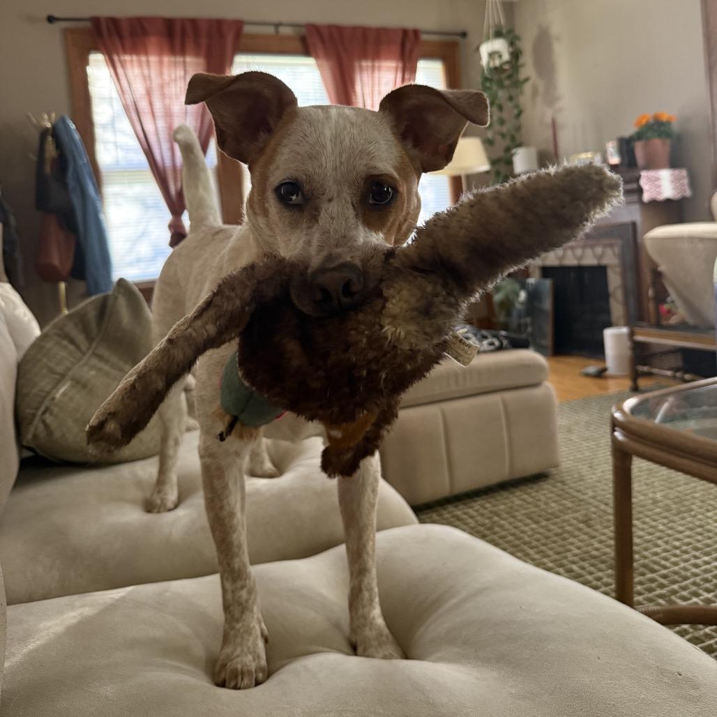 Enlarge Jazzy, a Adoptable Mixed Breed in St. Paul, MN image 6/6