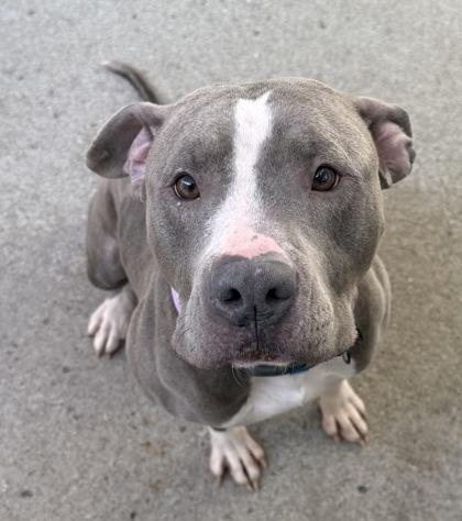Bella, Adoptable, Young Female Pit Bull Terrier & Mixed Breed.
