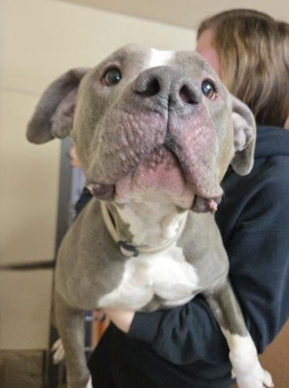Bella, Adoptable, Young Female Pit Bull Terrier & Mixed Breed.