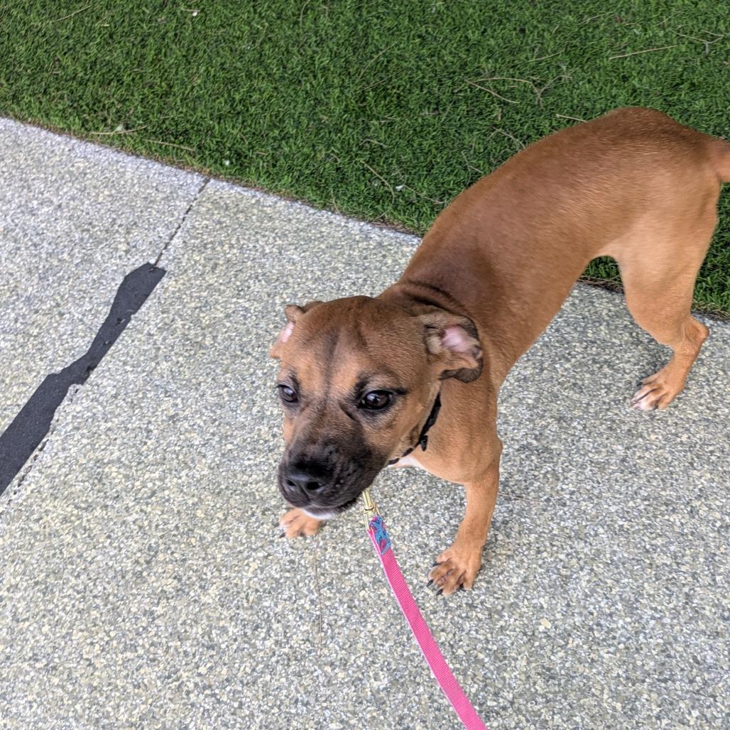 Clover — thumbnail 2