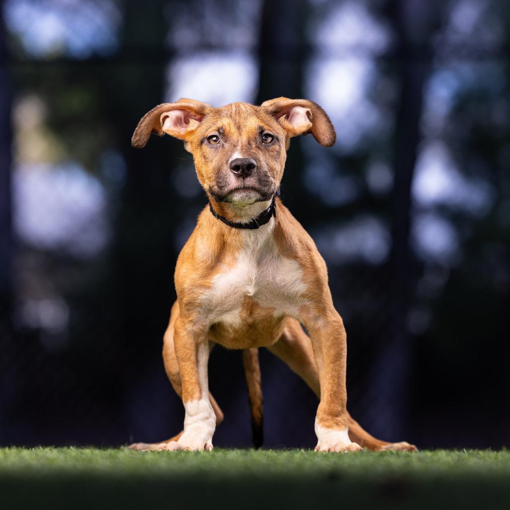 Clover — thumbnail 3