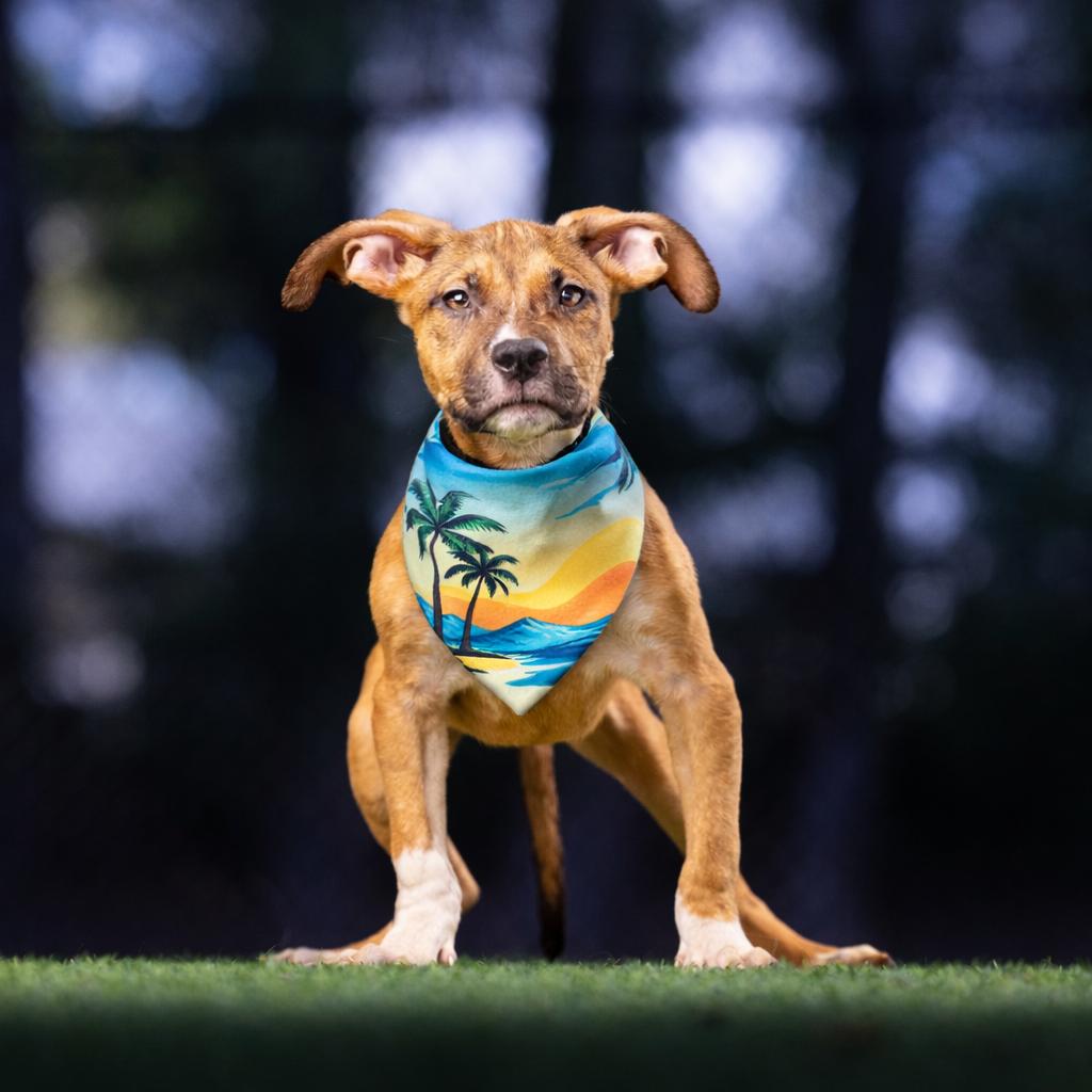 Clover — thumbnail 4