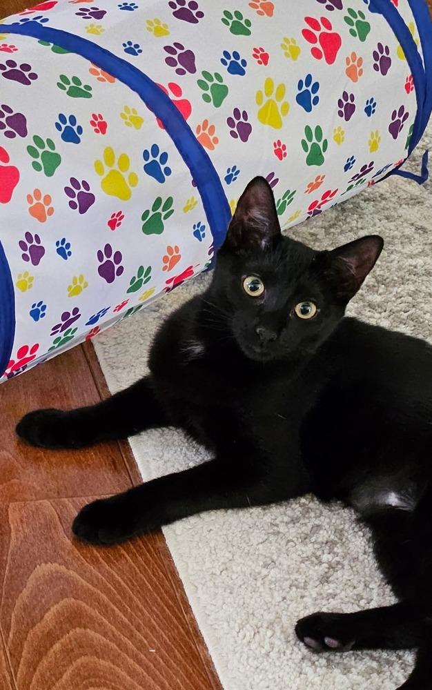 Enlarge Tempe, a Adoptable Domestic Short Hair in Pittstown, NJ image 1/3