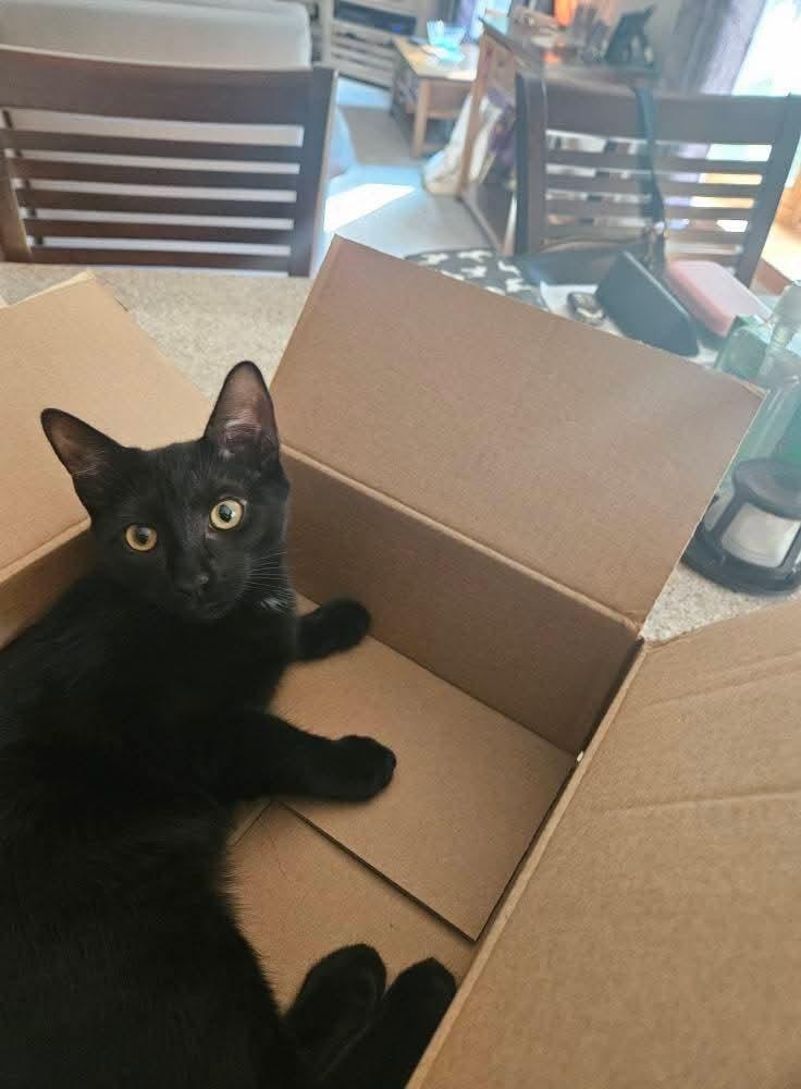 Enlarge Tempe, a Adoptable Domestic Short Hair in Pittstown, NJ image 2/3