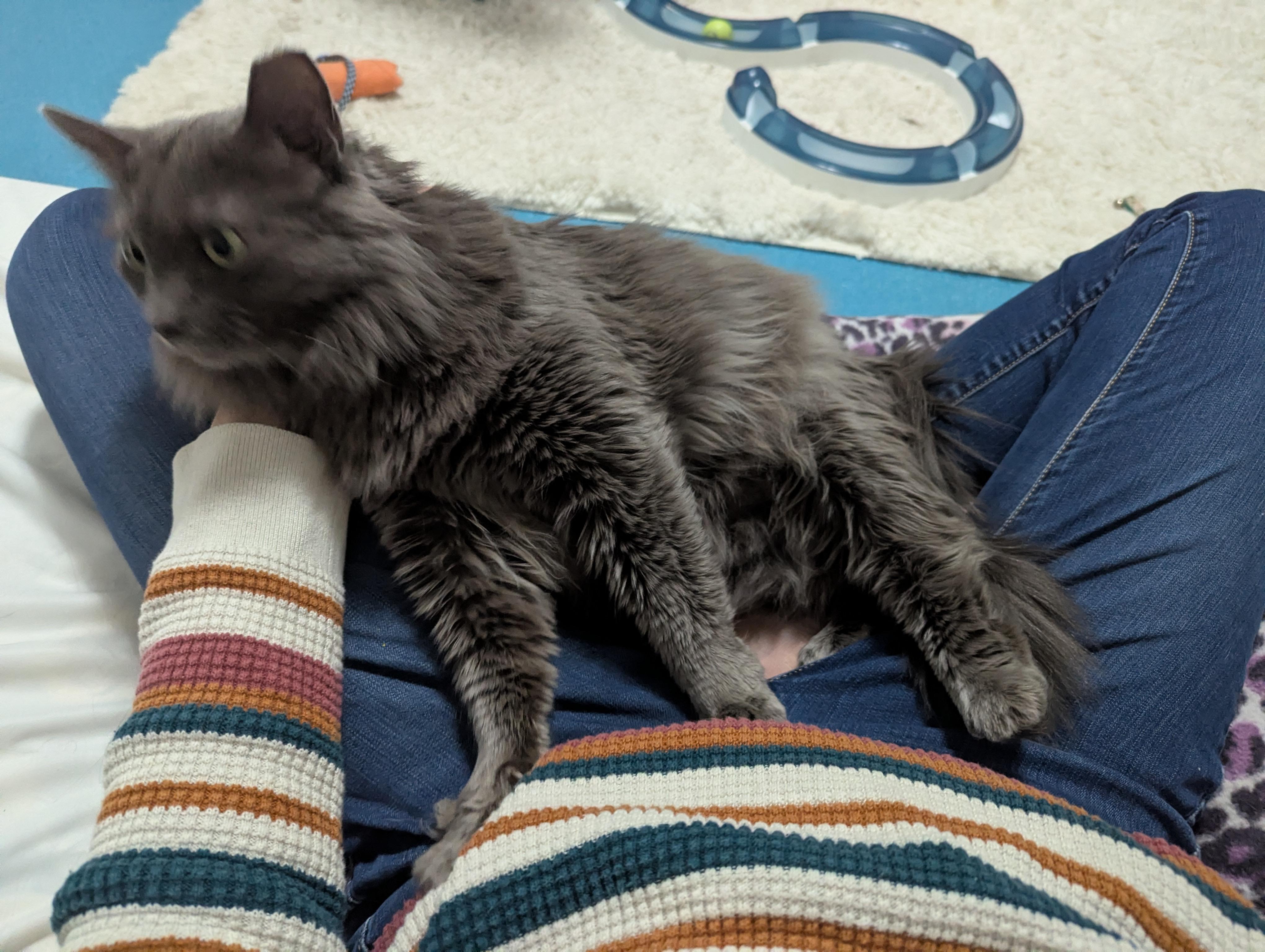 Dalin, adopted, Adult Male Domestic Long Hair.