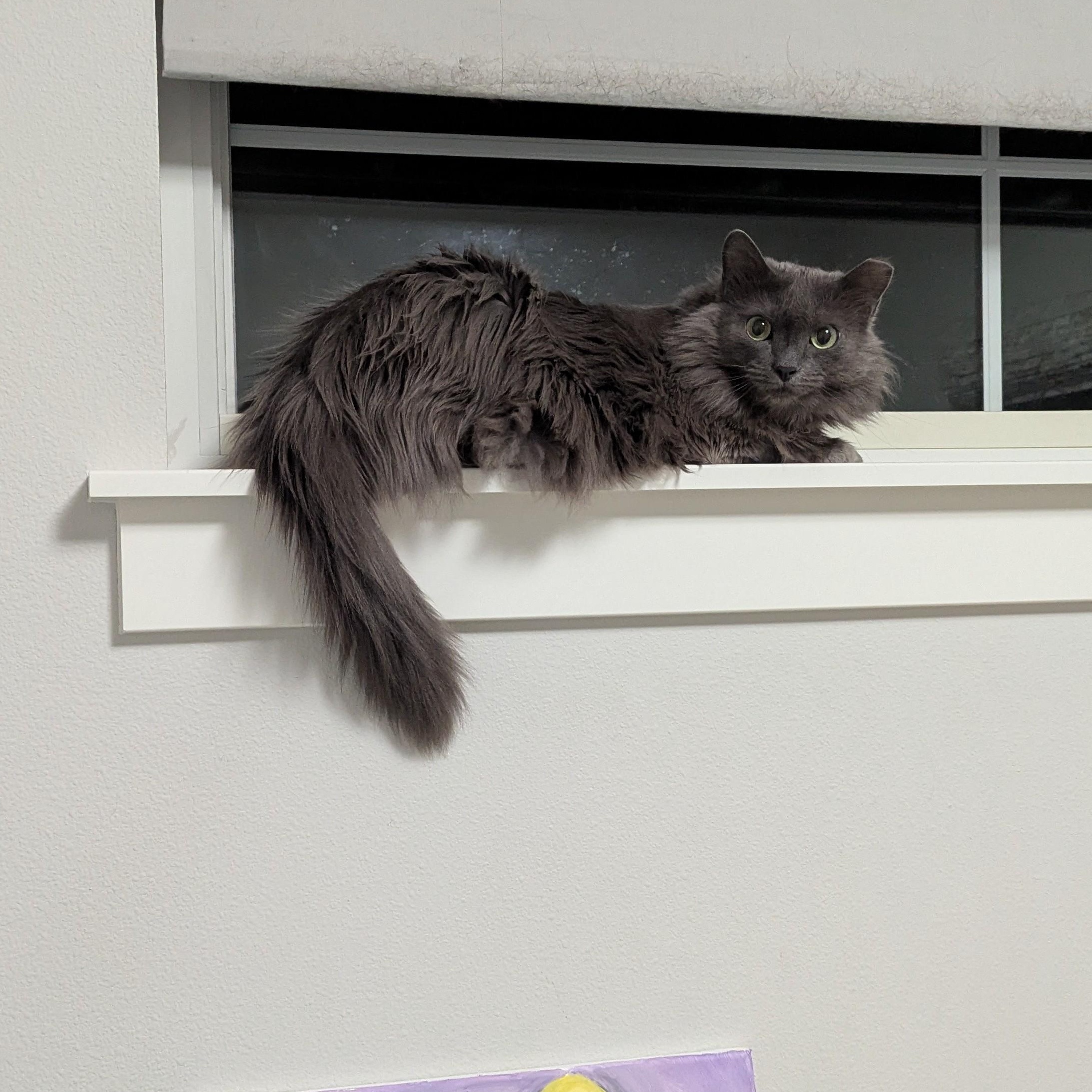 Enlarge Dalin, an adopted mixed breed in West Richland, WA image 3/6