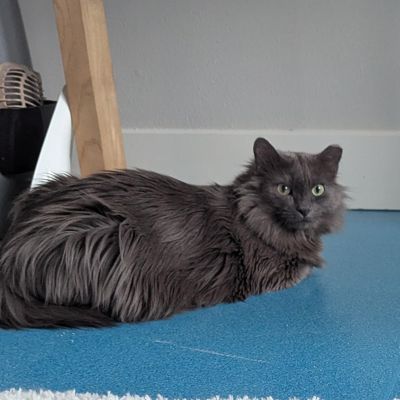 Enlarge Dalin, an adopted mixed breed in West Richland, WA image 2/6