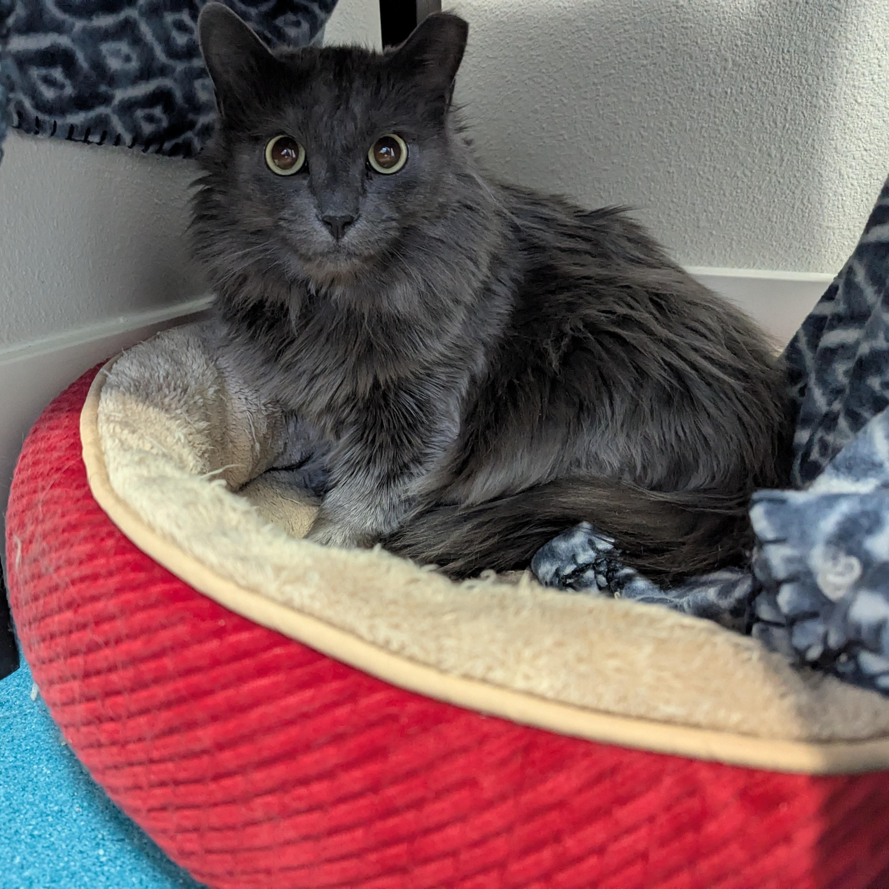 Enlarge Dalin, an adopted mixed breed in West Richland, WA image 5/6