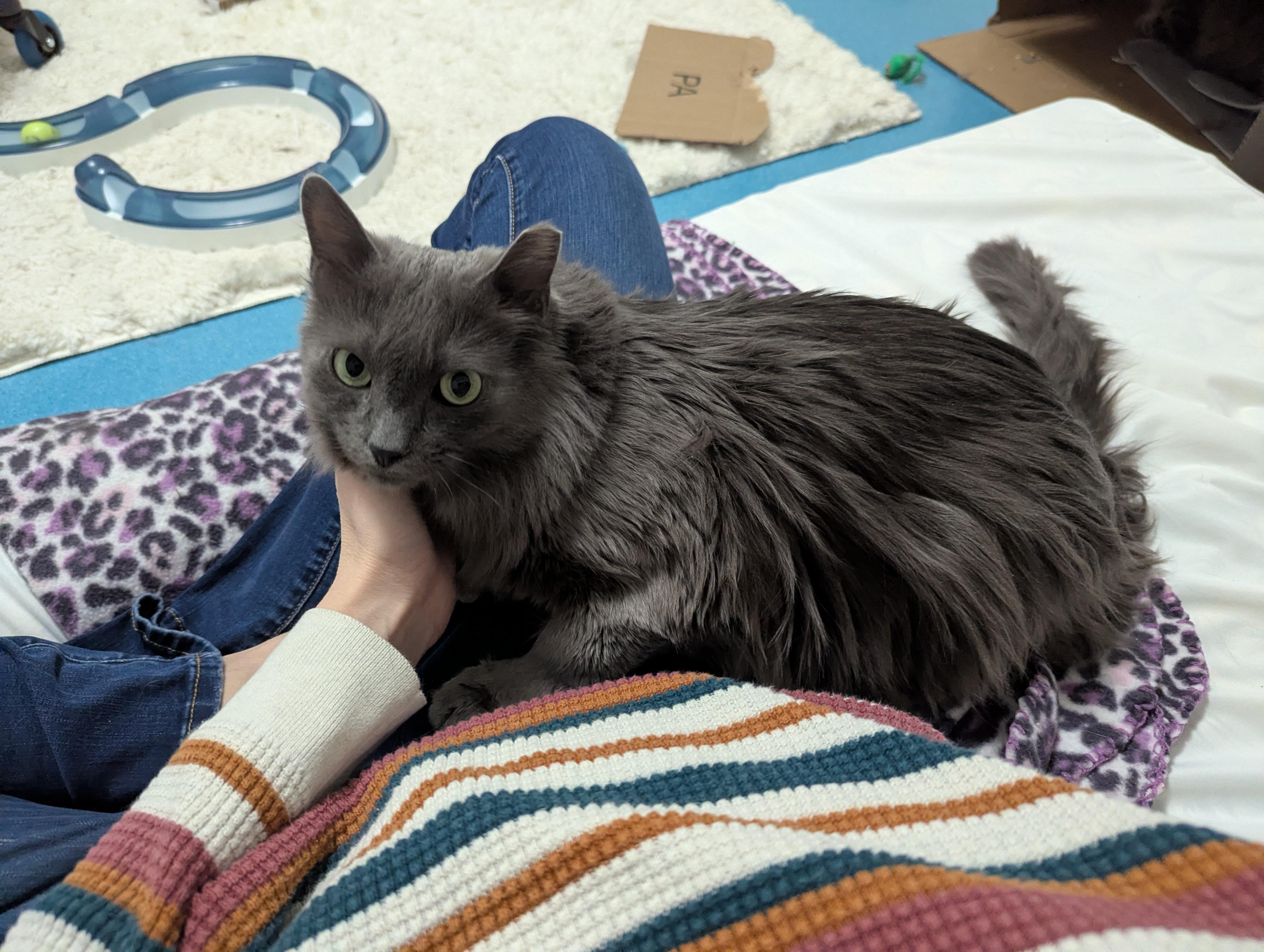 Enlarge Dalin, an adopted mixed breed in West Richland, WA image 4/6