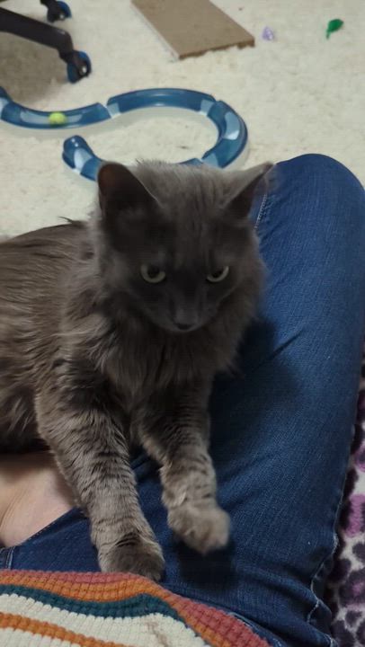 Enlarge Dalin, an adopted mixed breed in West Richland, WA video 6/6