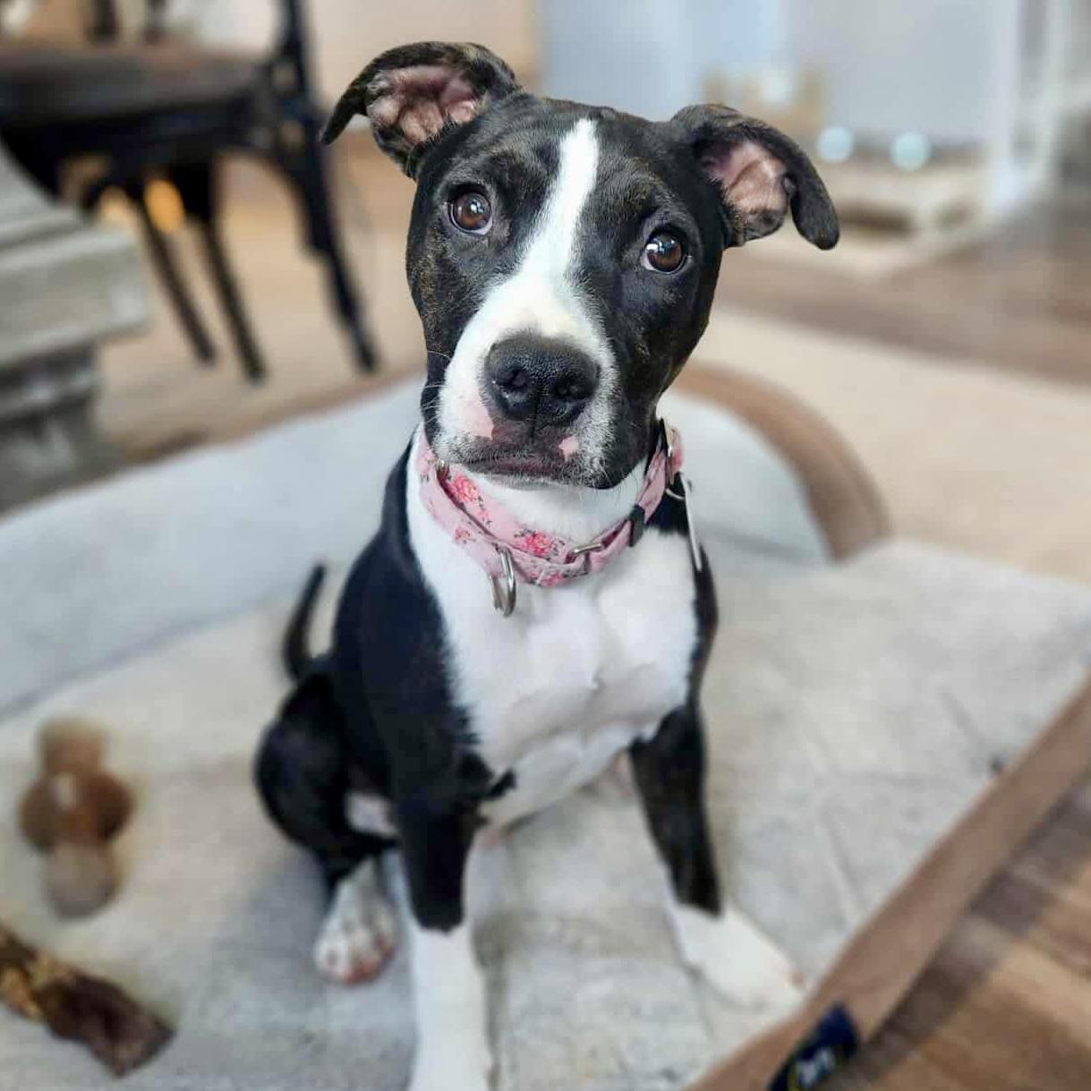 Cardi, Baby Female Pit Bull Terrier