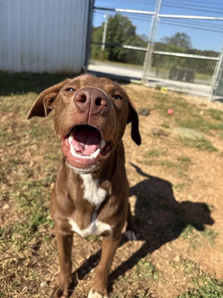 Enlarge Briley, a Adoptable mixed breed in Munfordville, KY image 1/3